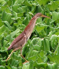 Yellow Bittern Yellow Bittern